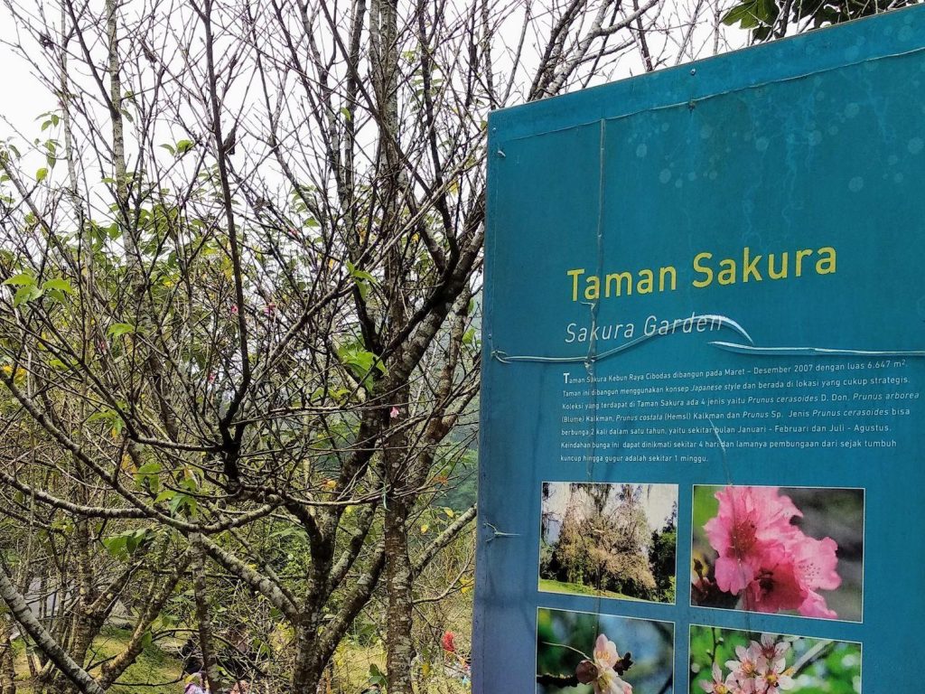 kebun raya cibodas